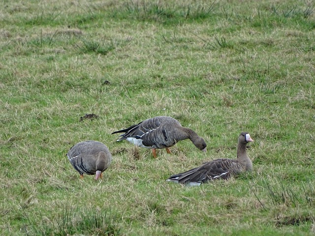 他迅速将球 他迅速将球